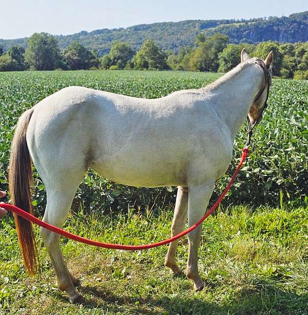 versatility-pony