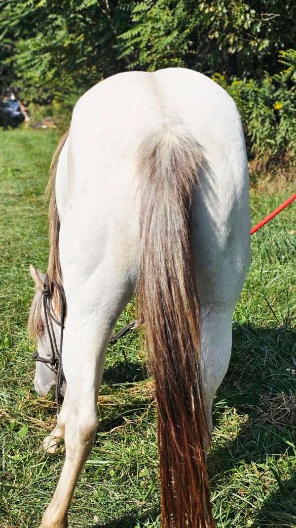 great-jumper-mare
