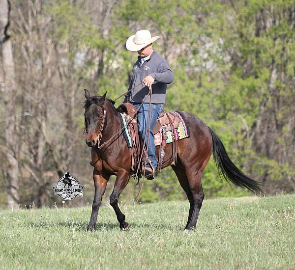 bay-roan-sock-horse