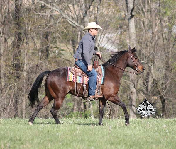 rope-quarter-horse