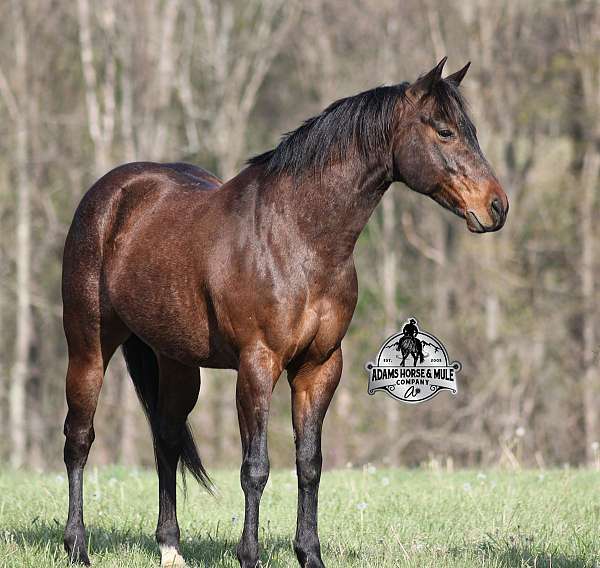 team-rope-quarter-horse