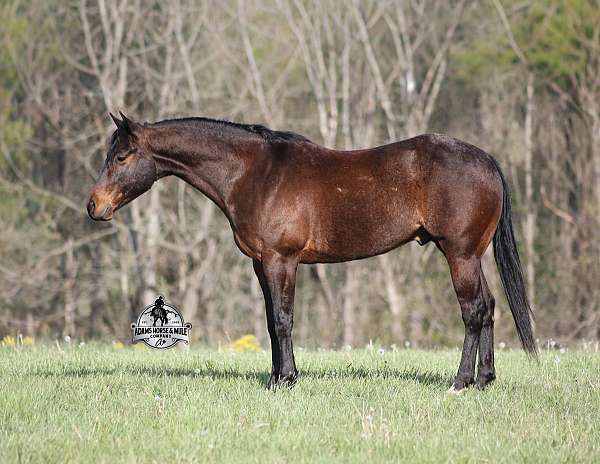 heel-quarter-horse