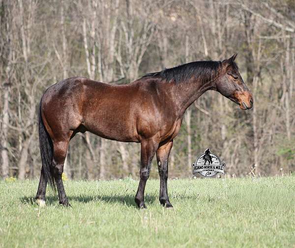 ranch-quarter-horse