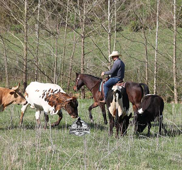 trails-quarter-horse
