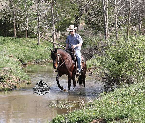kid-safe-quarter-horse
