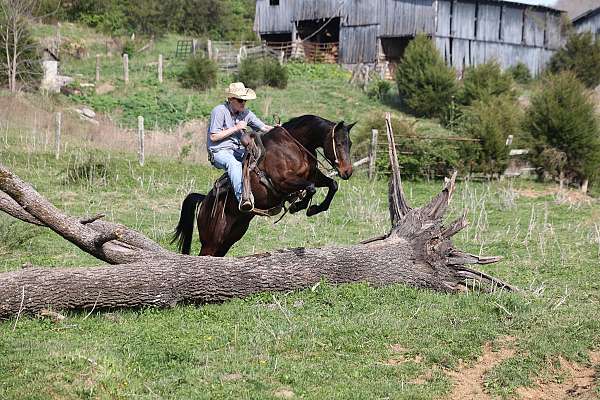 family-safe-quarter-horse
