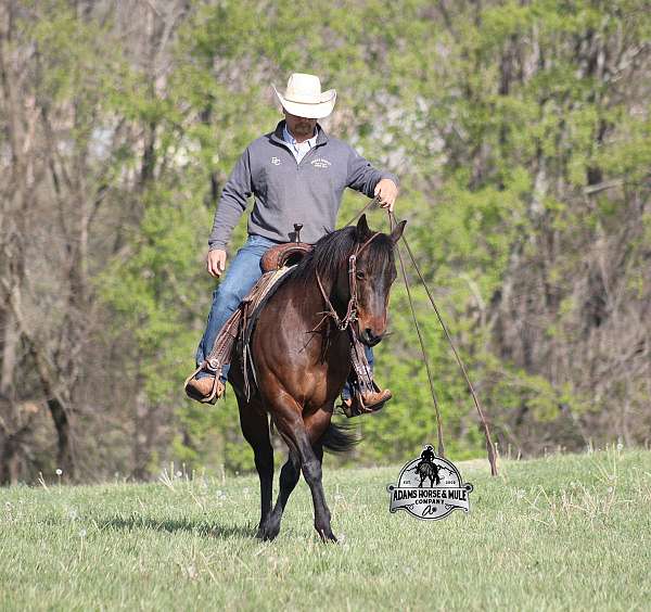 beginner-quarter-horse