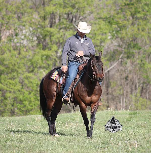 calf-roping-quarter-horse