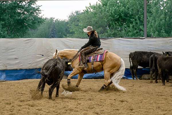 black-none-horse