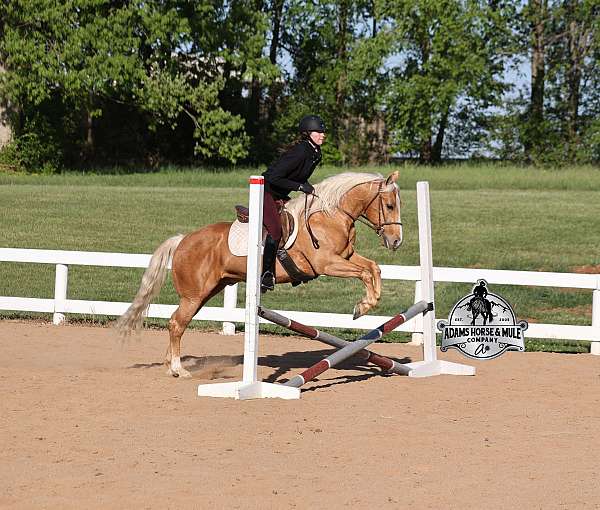 rope-quarter-horse