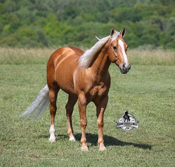 team-rope-quarter-horse
