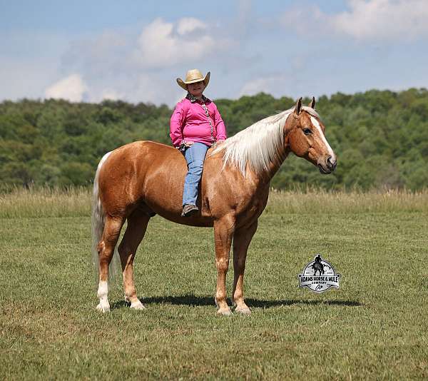 heel-quarter-horse