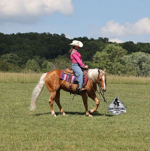 ranch-quarter-horse