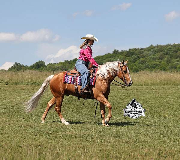 lonesome-quarter-horse