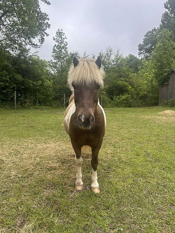 back-shetland-pony