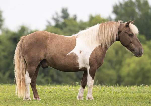 basics-shetland-pony
