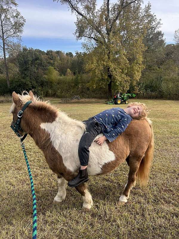 best-shetland-pony