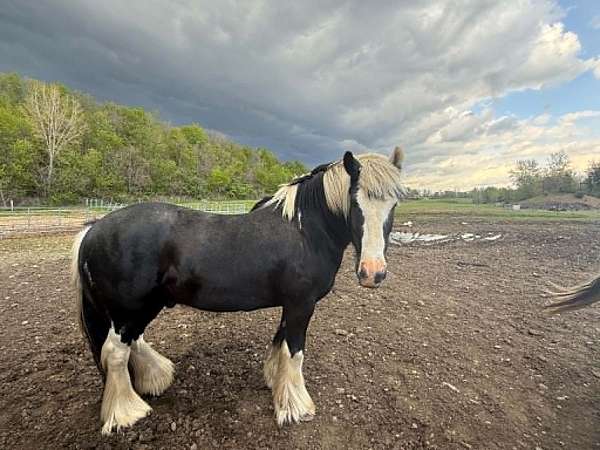 white-gelding-stallion-for-sale