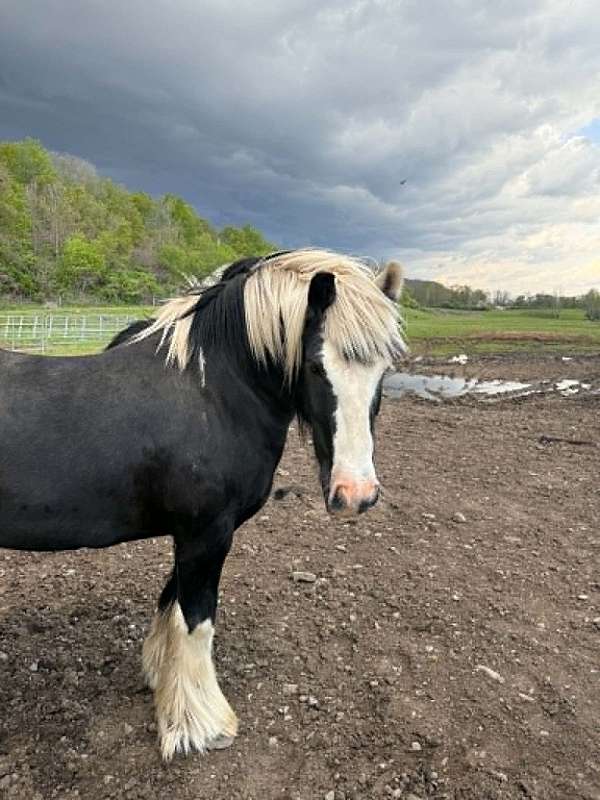 white-gelding-stallion