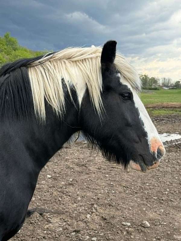 white-gvhs-gelding-stallion