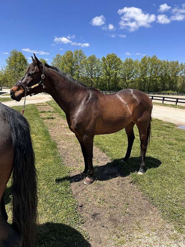 thoroughbred-gelding