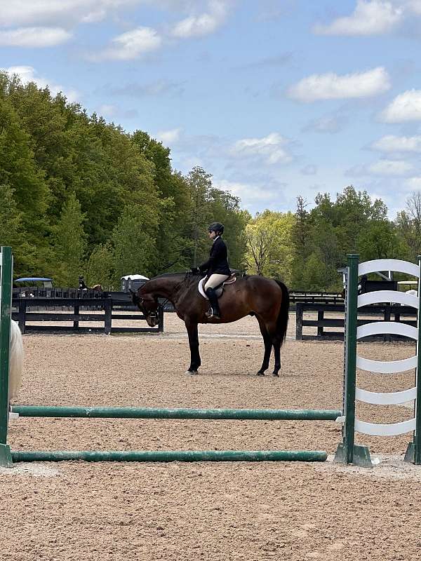 thoroughbred-horse-for-sale