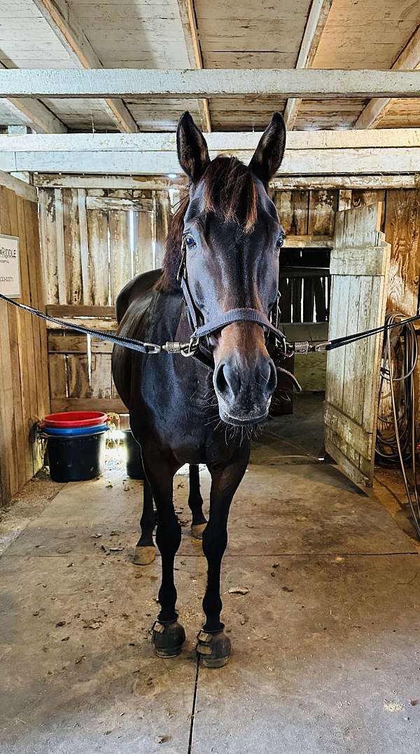 thoroughbred-horse