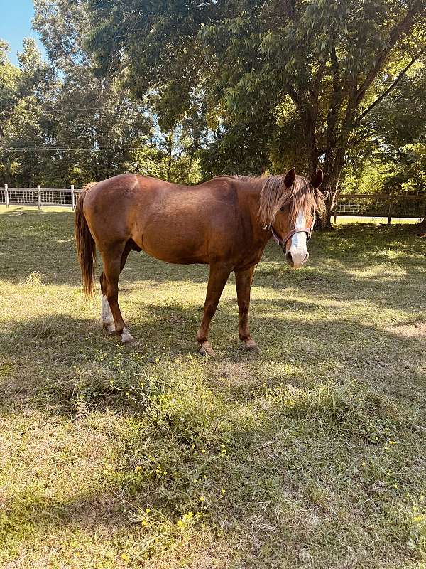 he-has-a-white-marking-on-one-of-his-back-legs-partially-face-horse