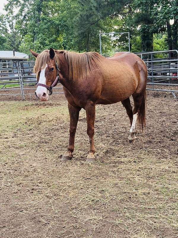 sorrel-he-has-a-white-marking-on-one-of-his-back-legs-partially-face-horse