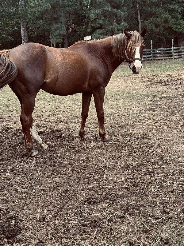 he-has-a-white-marking-on-one-of-his-back-legs-partially-face