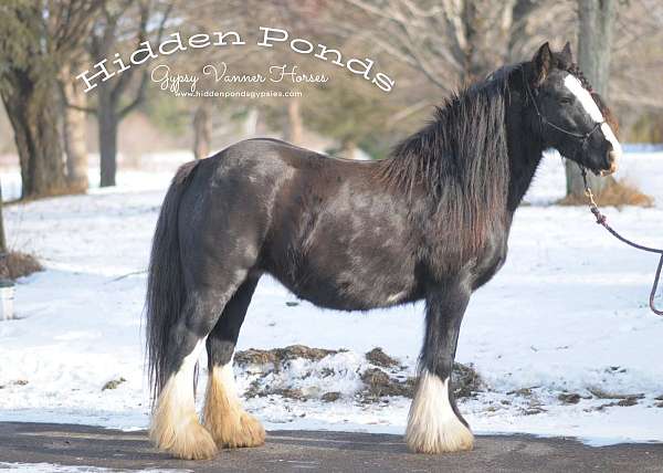 import-broodmare