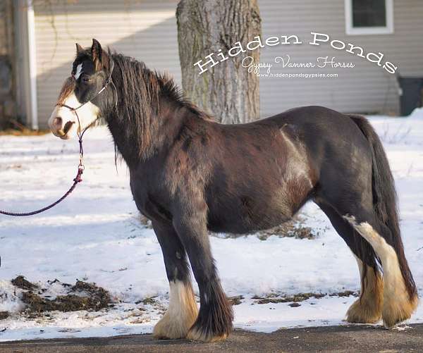 import-foal