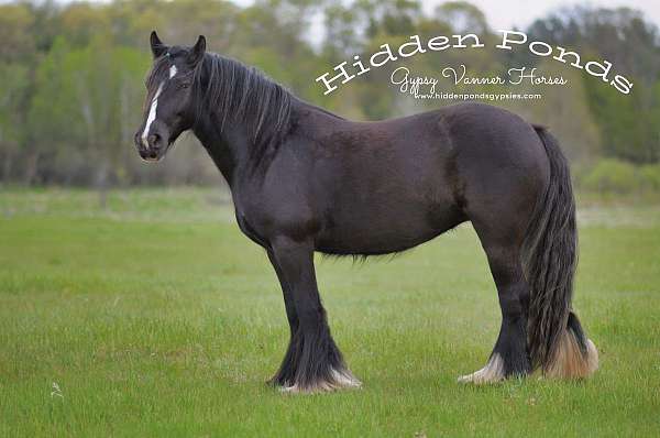 champion-stallion-morgan-horse