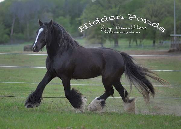 black-buckskin-morgan-stallion