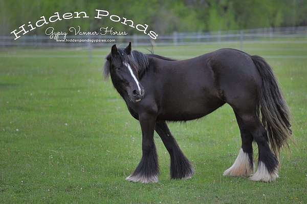 reduced-gypsy-vanner-horse