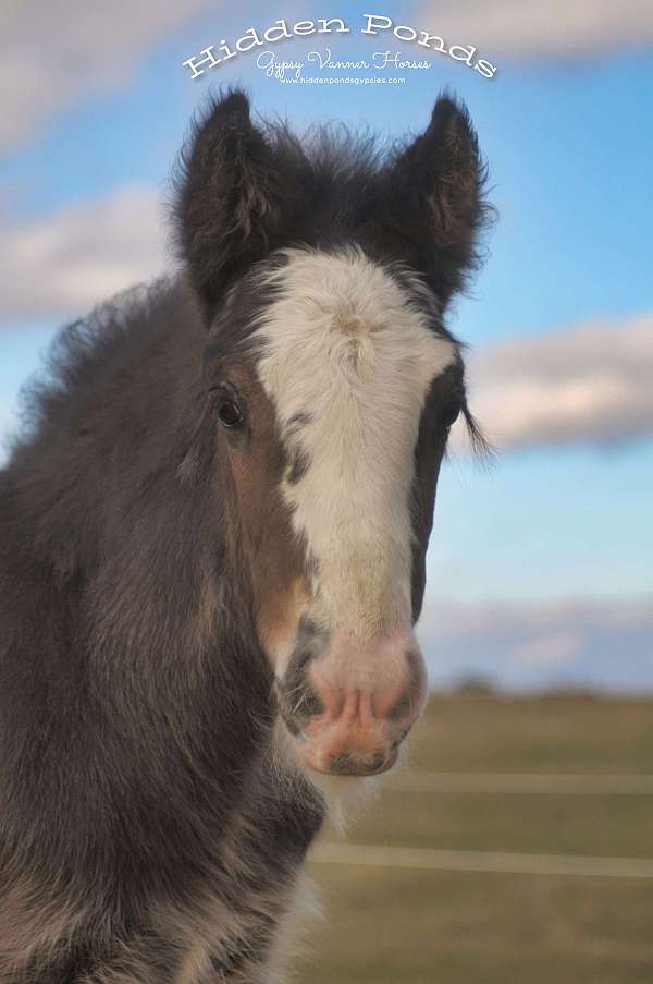 black-overo-gypsy-vanner-filly