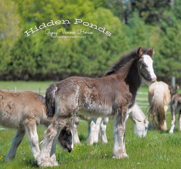 black-overo-gvhs-filly