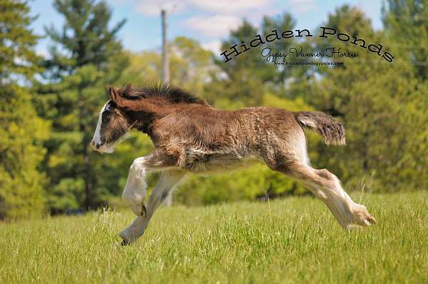 black-overo-gvhs-horse