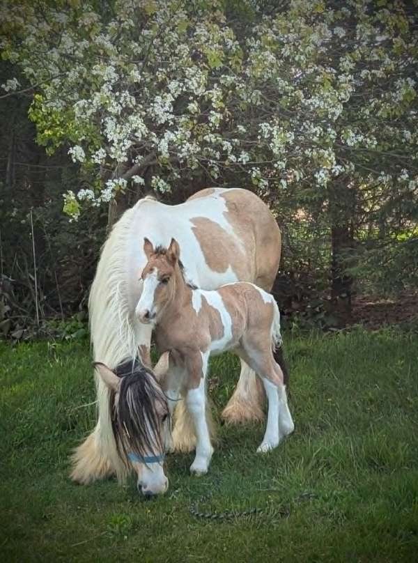 bay-dun-dun-gypsy-vanner-horse