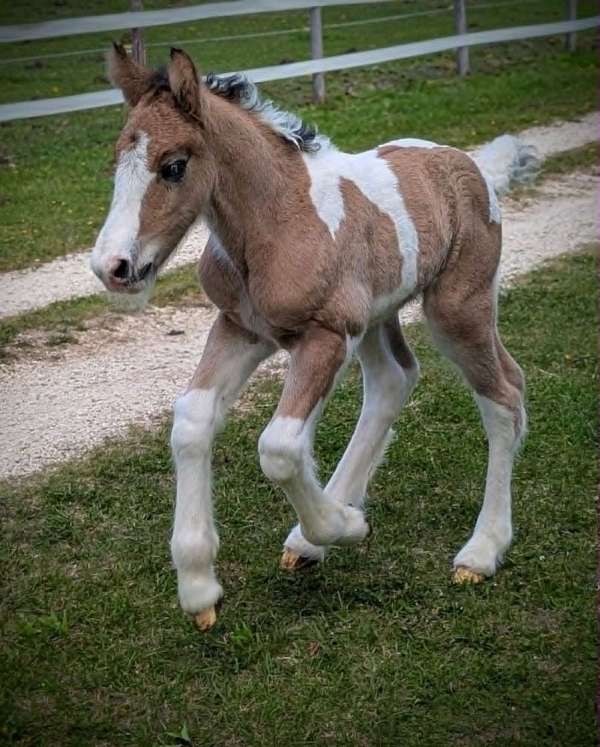 dun-gypsy-vanner-colt