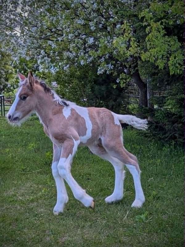 bay-dun-dun-horse