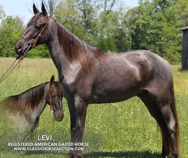 all-tennessee-walking-horse