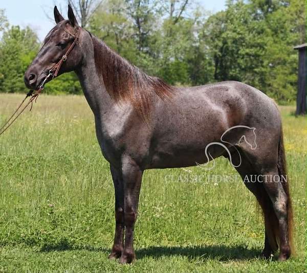 all-around-tennessee-walking-horse