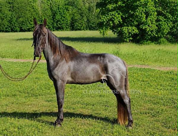 and-loads-tennessee-walking-horse