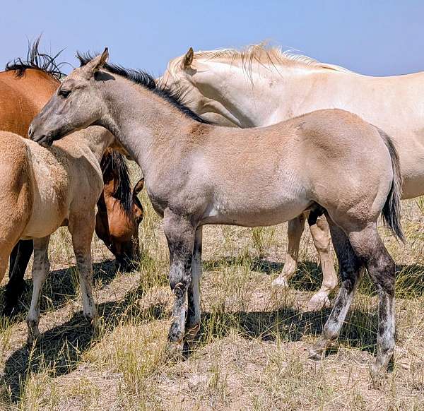 panel-negative-quarter-horse