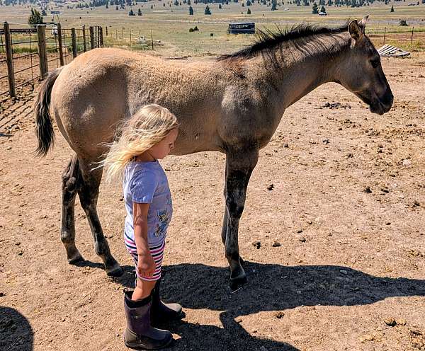 stud-in-montana-horse