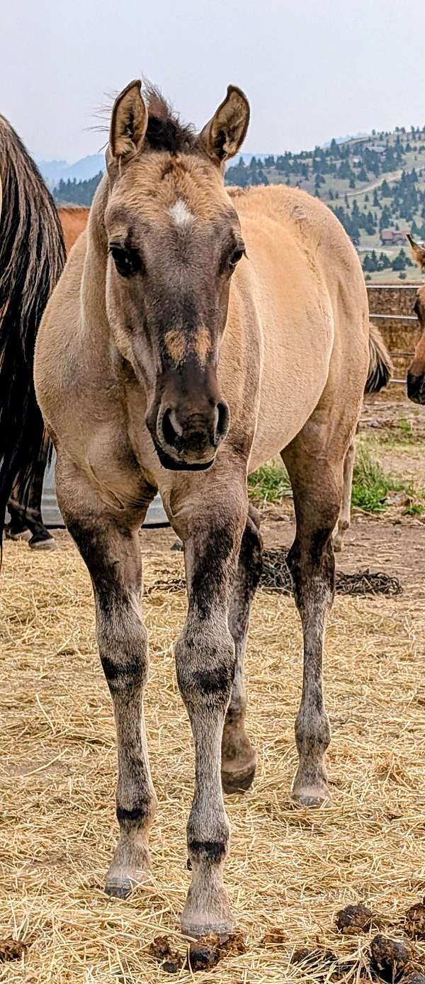 fiddle-on-jack-horse