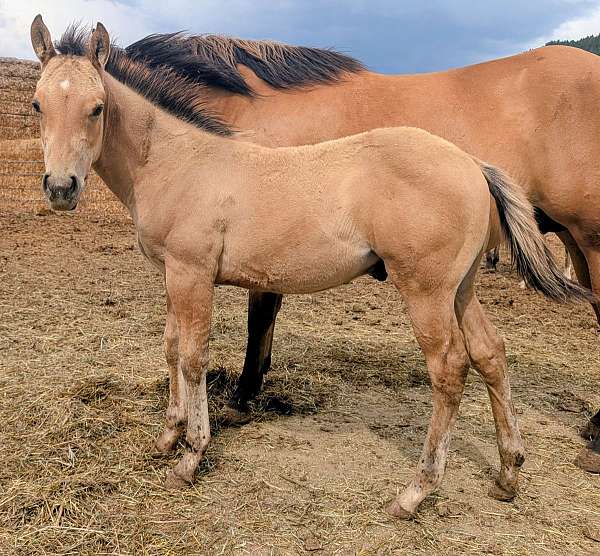 dunskin-star-rear-sock-horse