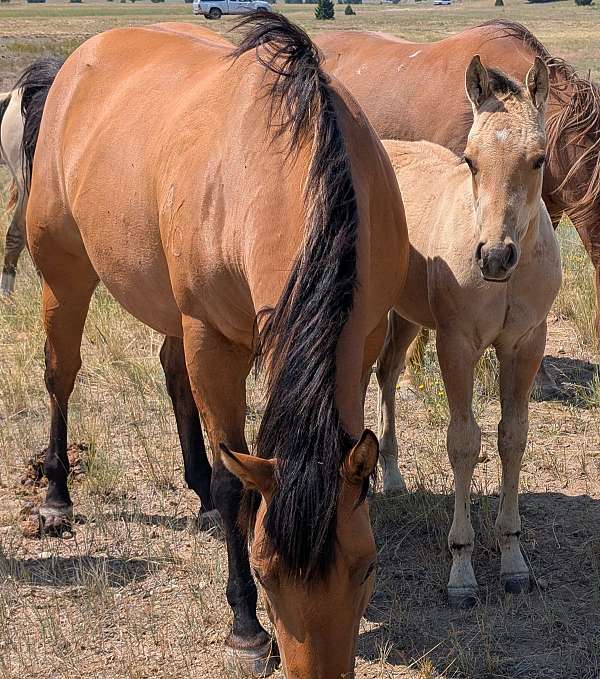 dunskin-aqha-stallion