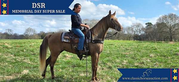 chocolate-mare-tennessee-walking-horse